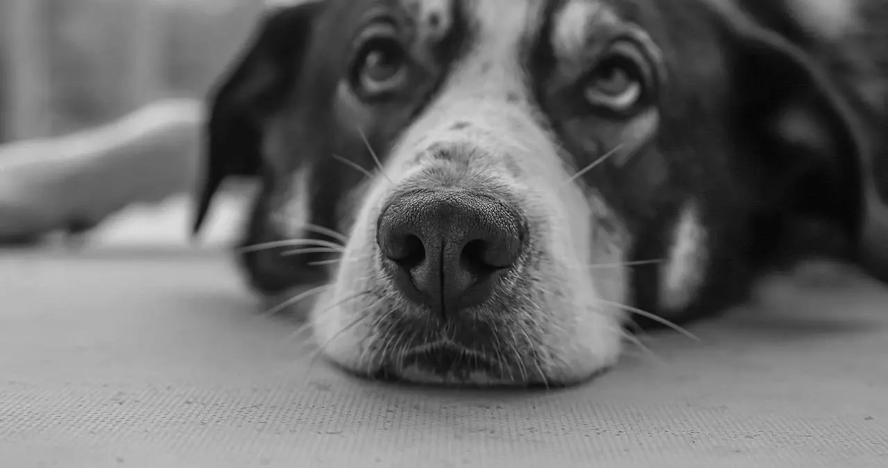 BDSM入圈前你必须了解的核心知识和认识误区有哪些？ 一